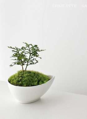 小叶九里香苔藓微景观迷你小盆栽