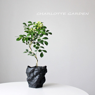 夏洛特花园 飘枝七里香 网红植物 侘寂风 开花香味盆栽 绿植软装