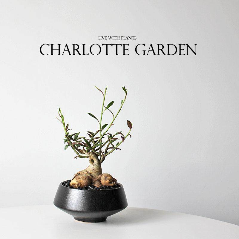 夏洛特花园 人参大戟 人生大吉 多肉植物 趣味植物盆栽 创意礼物