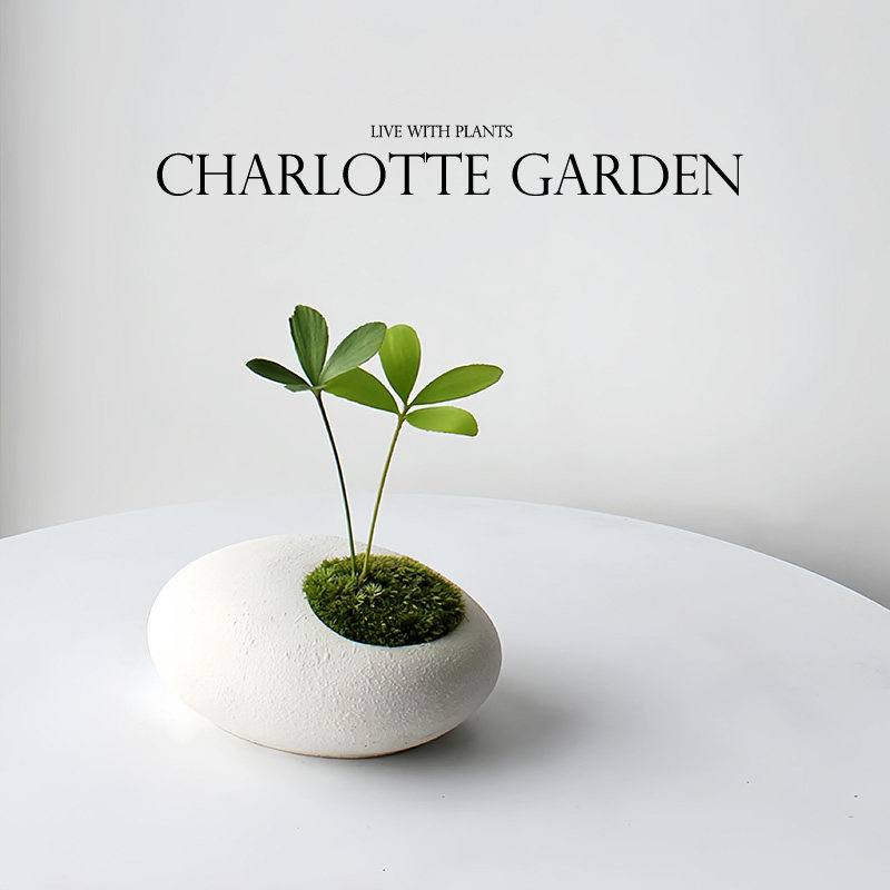 创意生日礼物 花卉植物室内花 罗汉松 鸭脚木 幸运草 办公室绿植