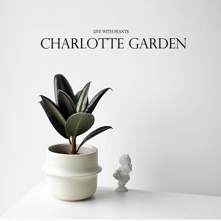 Charlotte 黑金刚橡皮树 北欧风盆栽室内阳台植物吸甲醛绿植易活