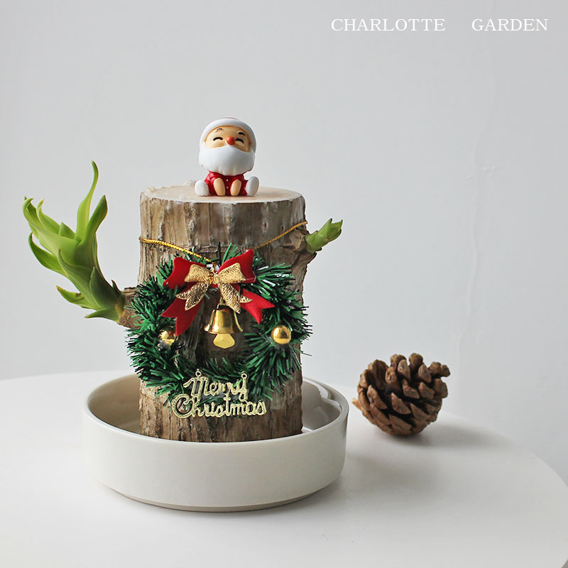 夏洛特花园 水培植物 巴西木 圣诞节礼物 圣诞礼物 创意礼品 盆栽