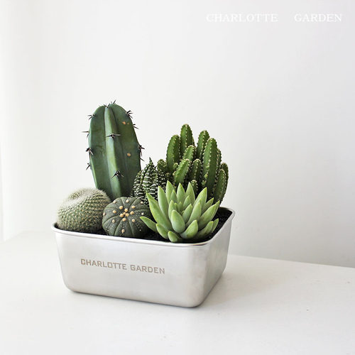 创意礼物办公室小盆栽