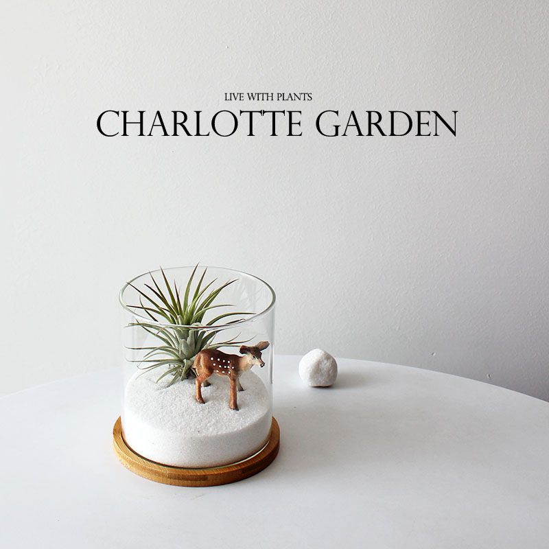 夏洛特花园无土栽培空气凤梨