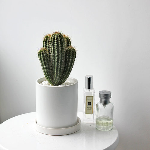 大凤龙仙人柱质量怎么样 大凤龙仙人柱口碑怎么样 小麦优选