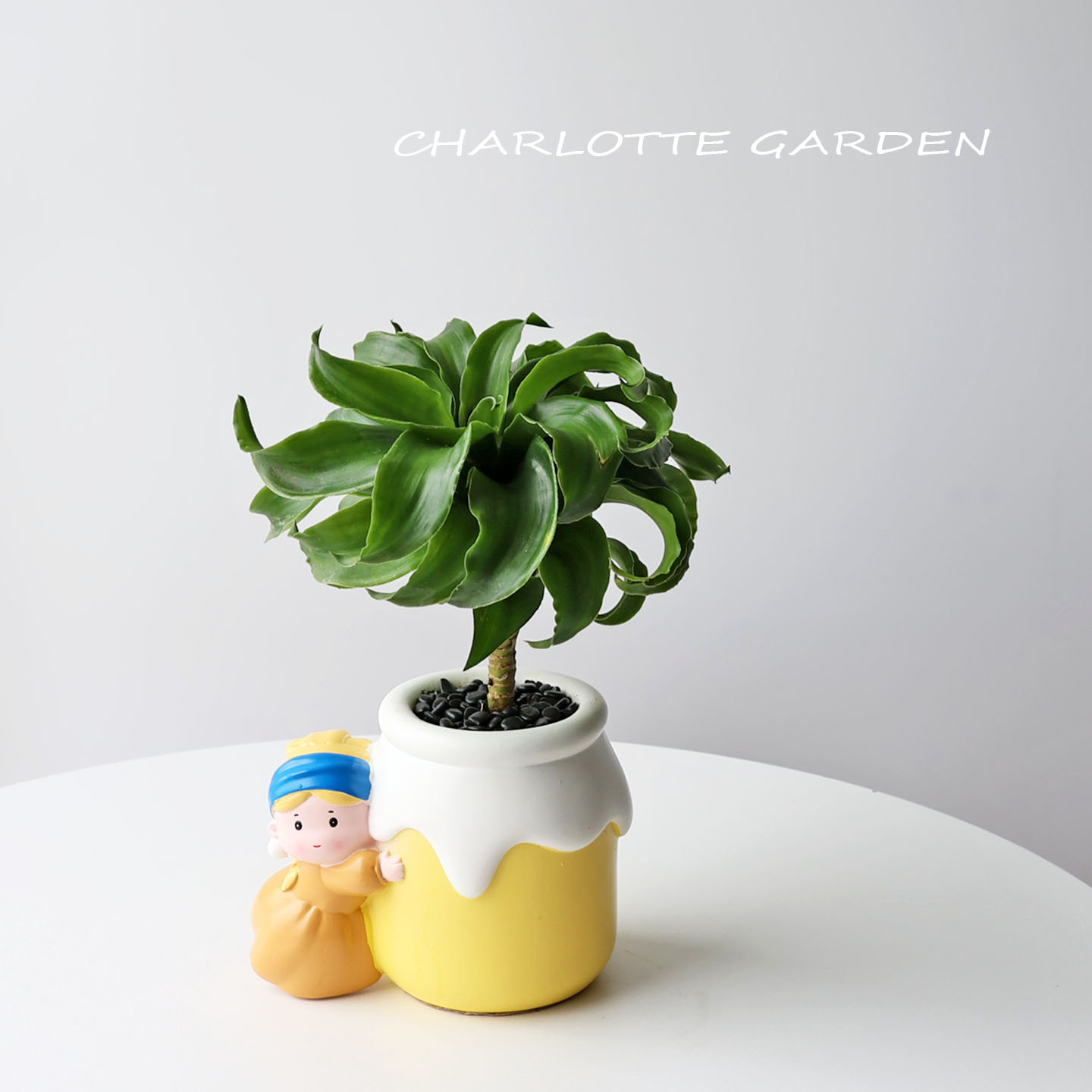 绿风车密叶卷叶龙血树绿植