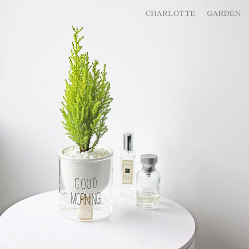 工位植物北欧风自动吸水盆栽