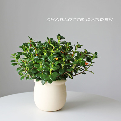 趣味垂吊植物金鱼草盆栽