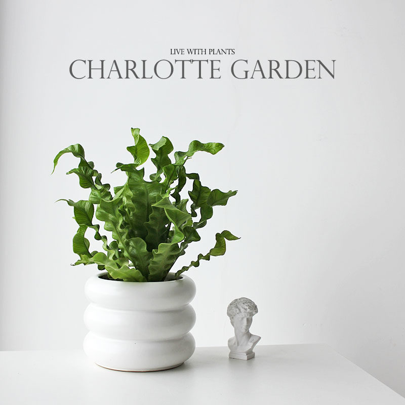 北欧ins风 必比登 净化空气吸甲醛 盆栽室内植物  盆栽 门店装饰