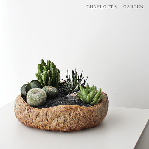 办公室仙人掌植物盆栽