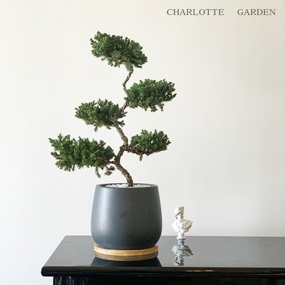 开业乔迁礼物塔松盆栽