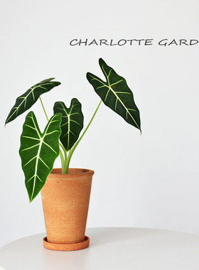 绿天鹅绒海芋 北欧ins风室内家居植物桌面绿植盆栽 创意礼物