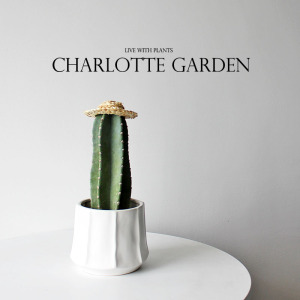 夏洛特花园 北欧ins风仙人掌仙人柱 量天尺创意绿植盆栽 生日礼物