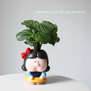 创意盆栽 白玉虎皮兰 喜阳耐旱桌面绿植 好养植物盆栽 生日礼物