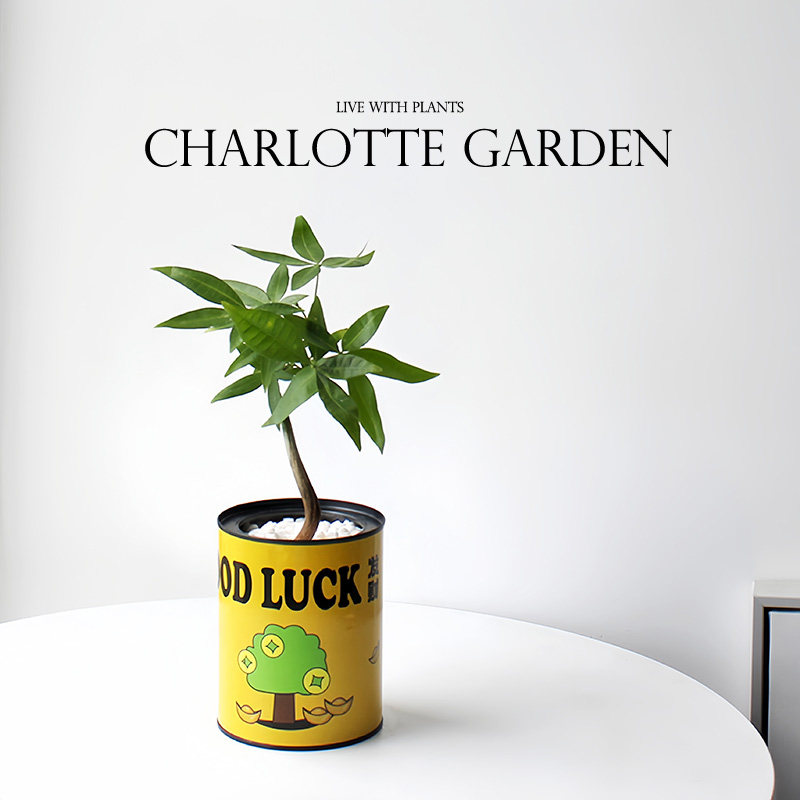 情绪植物 办公室桌面绿植 室内盆栽 发财树金钱树富贵竹 创意礼物,鲜花速递/花卉仿真/绿植园艺,绿植,淘宝优惠券,粉丝福利购,淘宝优惠卷