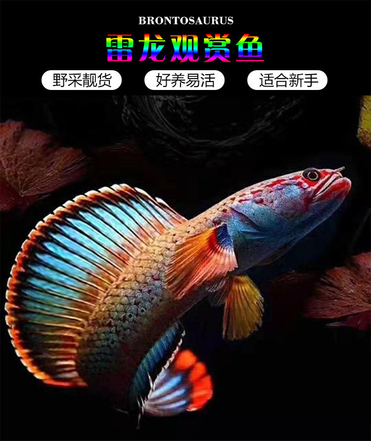 雷龙鱼龙鱼好养耐活冷水鱼淡水凶猛观赏鱼活体彩虹雷龙鱼包邮