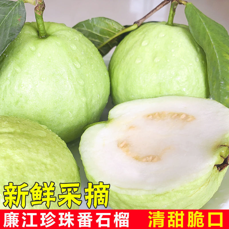 新鲜白心芭乐果园直发新鲜到家