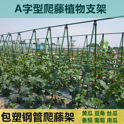 包塑钢管支撑杆豆角爬藤植物支架