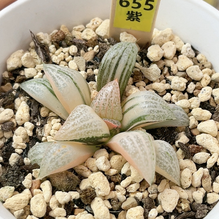 655号特选青蟹锦