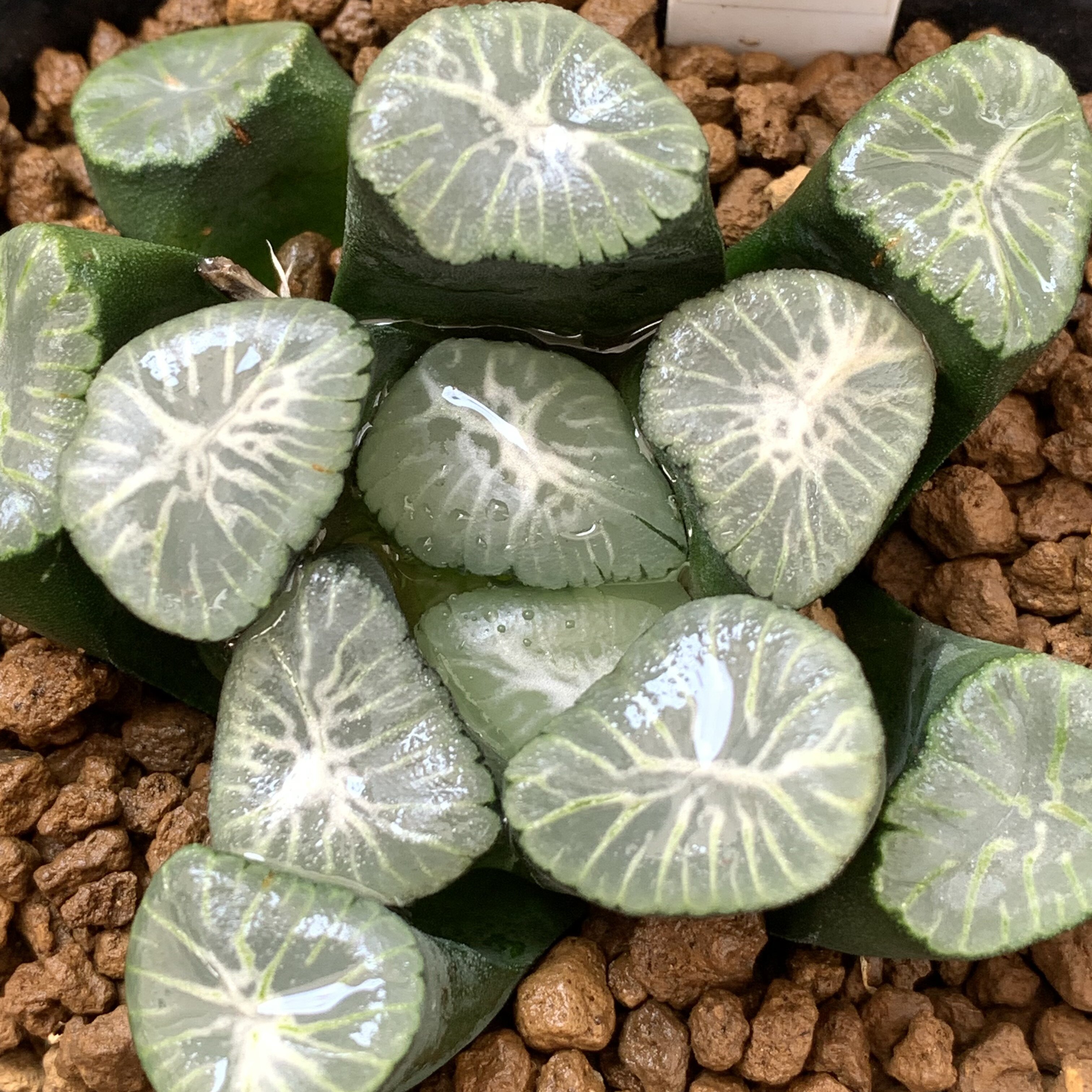 白孔雀实生万象十二卷一物一拍玉扇万象冰灯玉露多肉植物