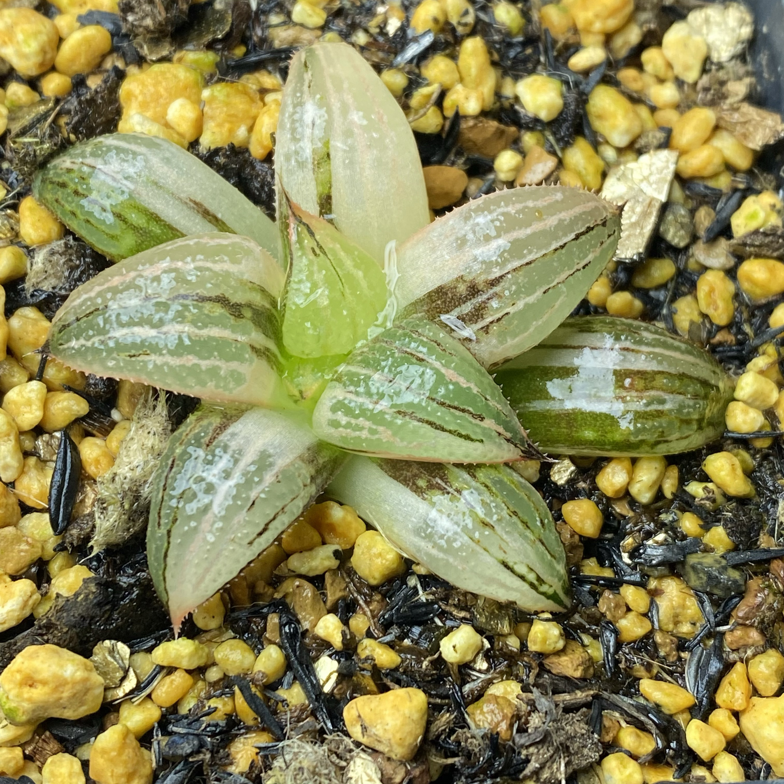 筋斗云青蟹锦瓦苇十二卷多肉植物瓦苇属原始系列花卉盆栽