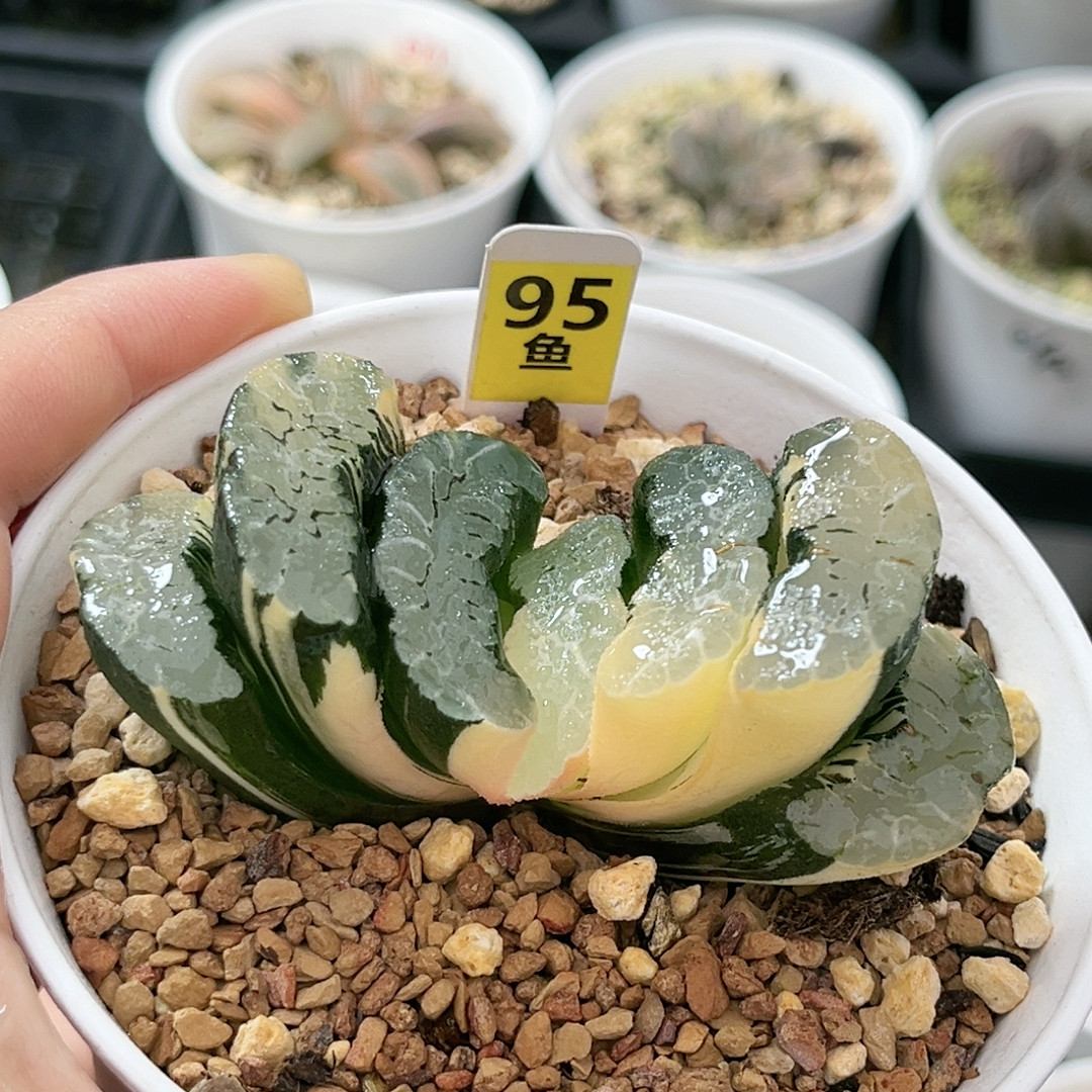 95号玉扇锦