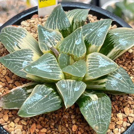 新品种播实生一物一拍瓦苇十二卷多肉植物精品迷你盆栽5.5cm盆