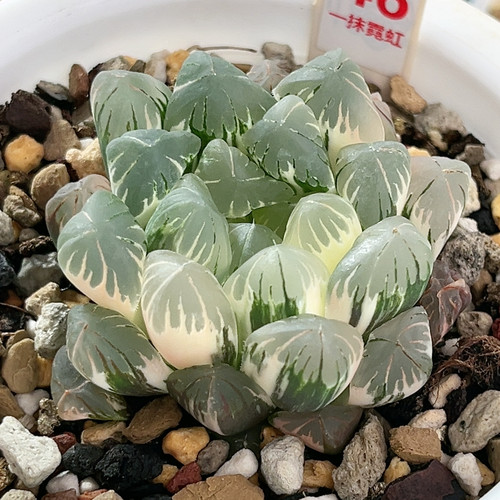 46号广濑玉露锦