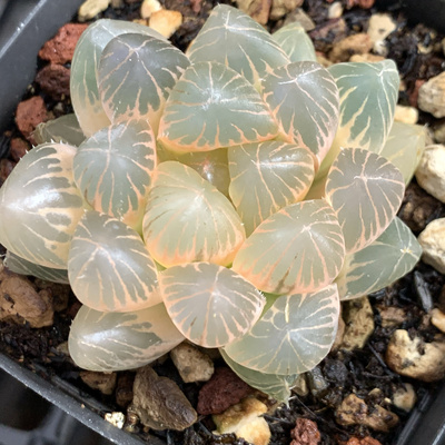 糊斑龙爪玉露锦瓦苇十二卷一物一拍多肉植物肉肉满38包邮且发货