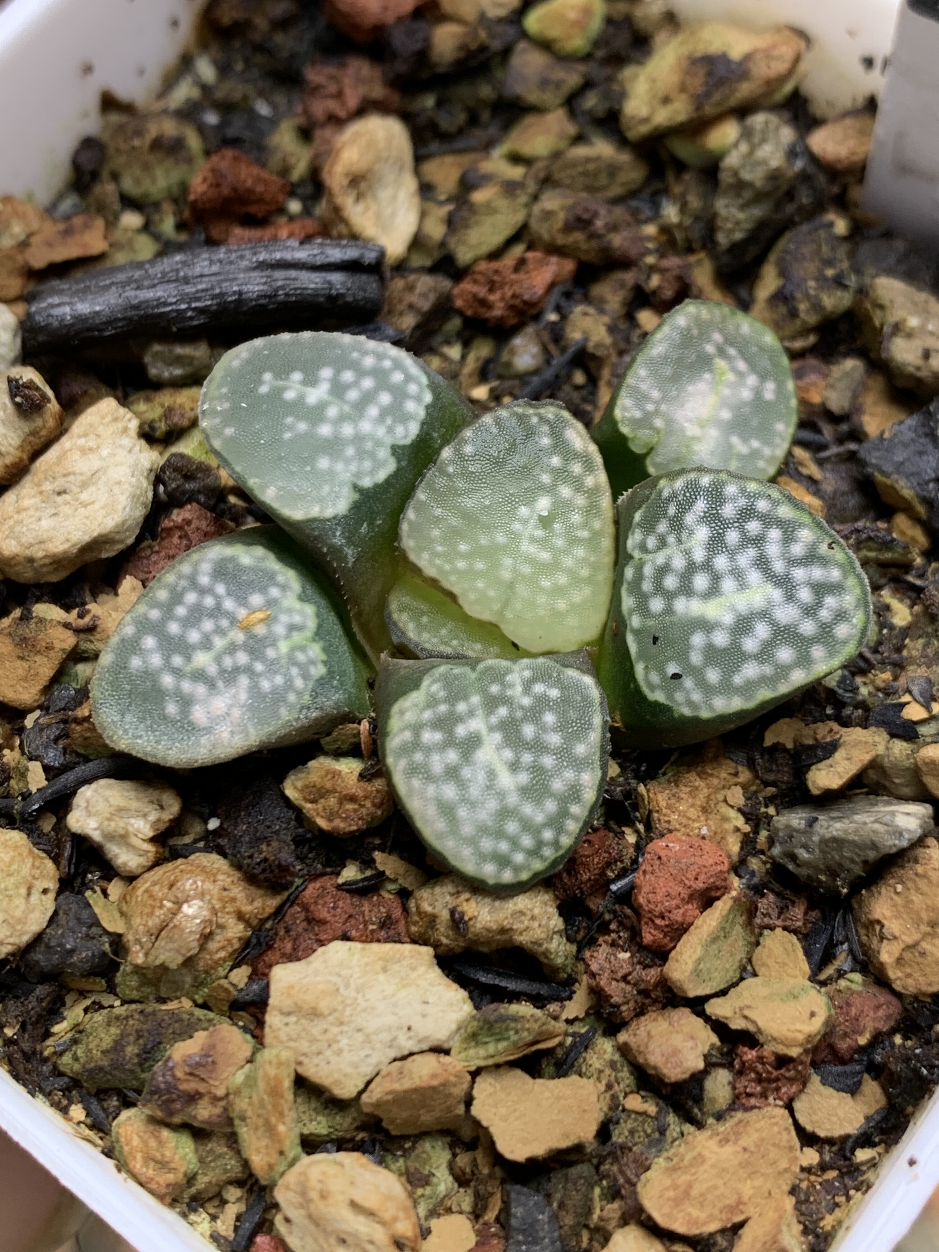 点点寿瓦苇十二卷多肉植物小型寿迷你盆栽肉肉偏远地区不包邮