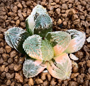 偏远地区除外 包邮 狼蛛玉露锦 弱根十二卷办公室盆栽新手植物20元