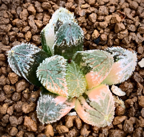 狼蛛玉露锦 弱根十二卷办公室盆栽新手植物20元包邮偏远地区除外