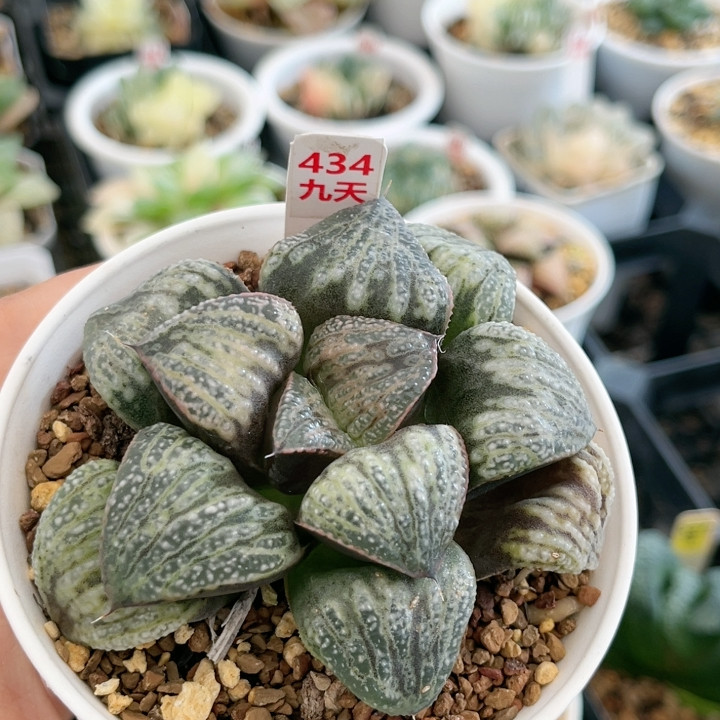 434号银后青蟹母本