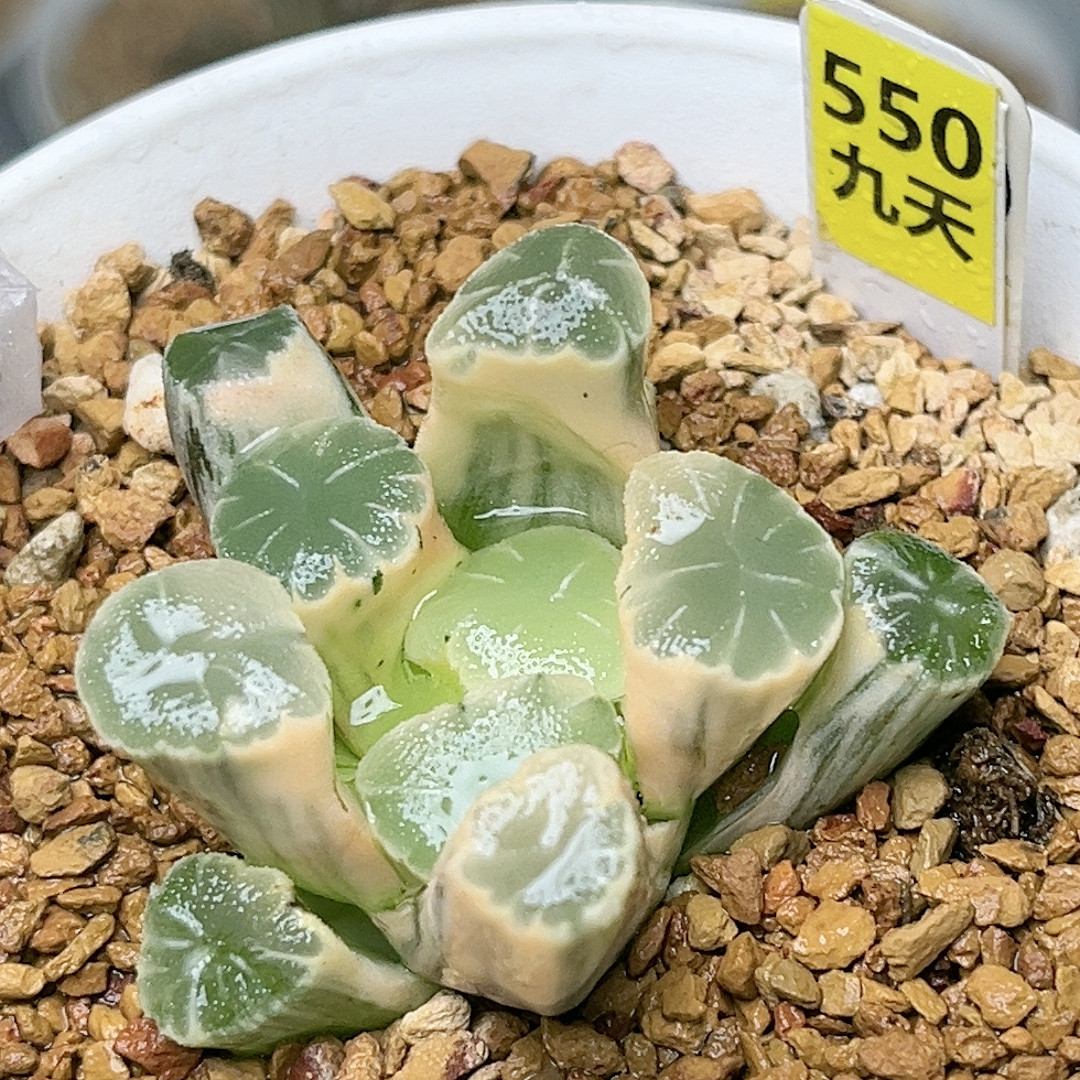 550号糊斑万象锦,鲜花速递/花卉仿真/绿植园艺,多肉植物,淘宝优惠券,粉丝福利购,淘宝优惠卷