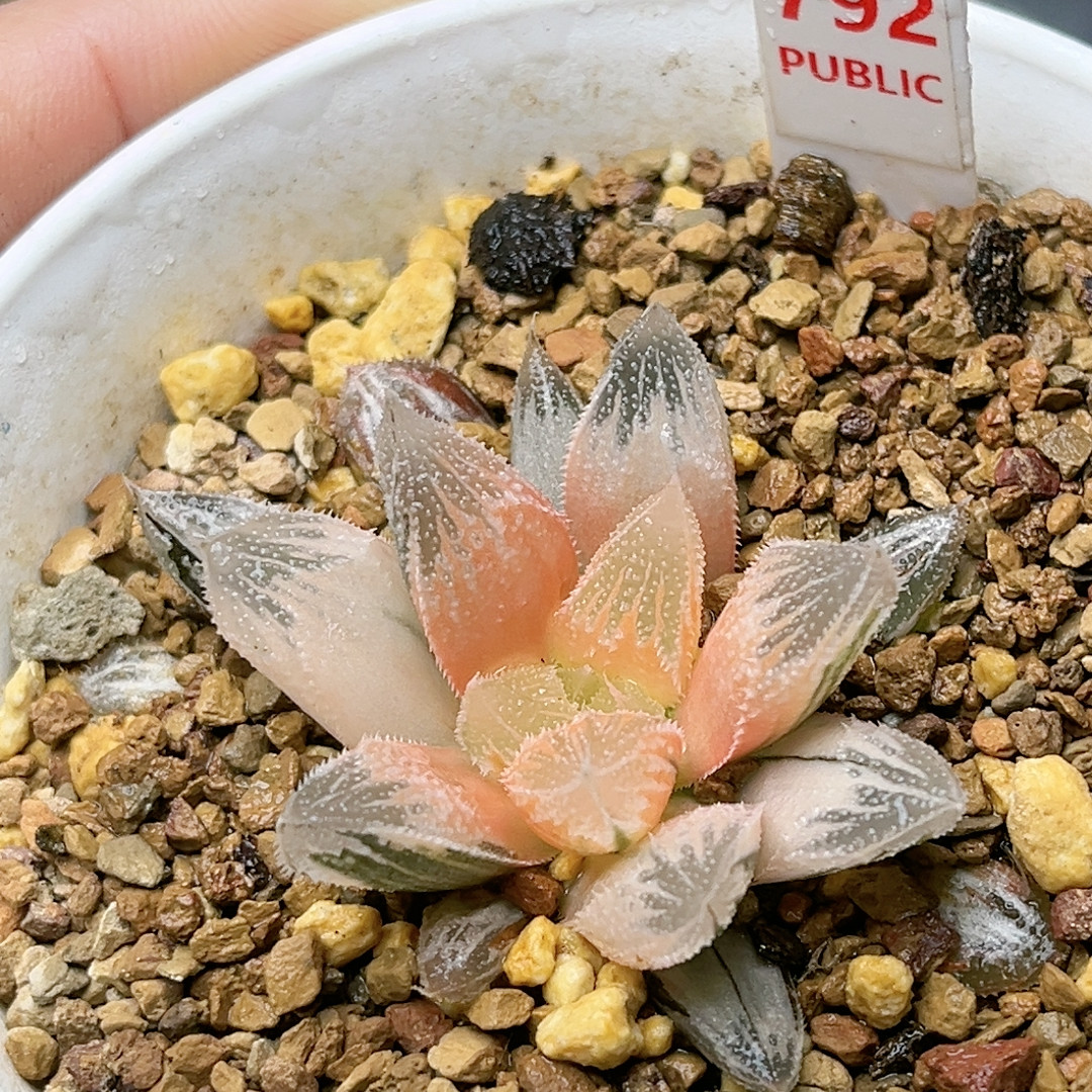 792号糊斑白帝城,鲜花速递/花卉仿真/绿植园艺,多肉植物,淘宝优惠券,粉丝福利购,淘宝优惠卷