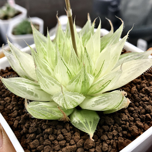 原始玉露锦红纹寿锦阿房宫锦寿锦十二卷多肉植物迷你盆栽