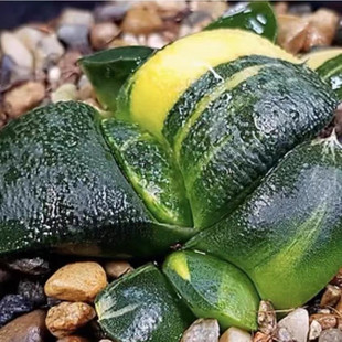 军配卧牛锦玉锦花火锦红纹寿锦十二卷一物满20元 偏远地区除外 包邮