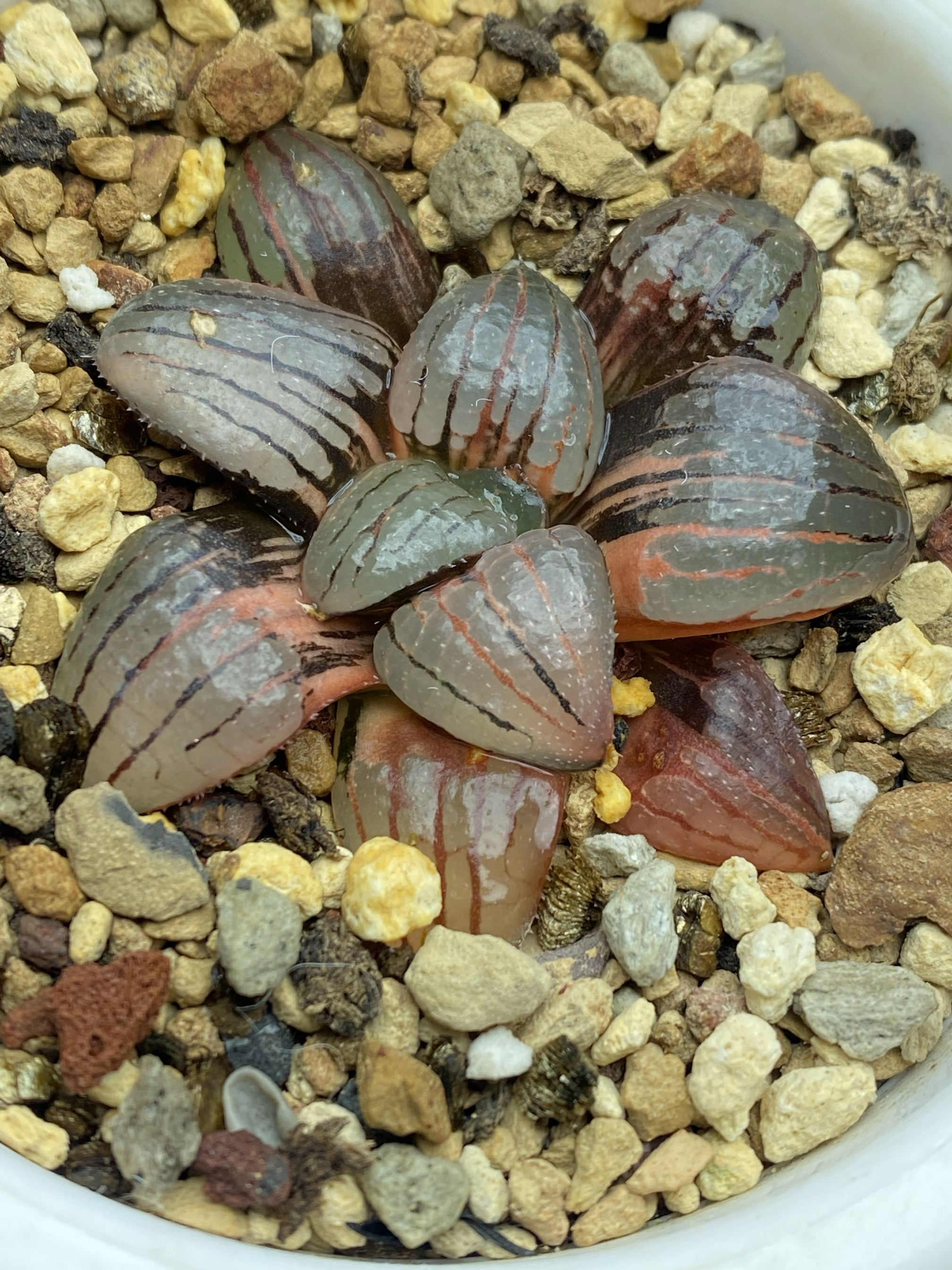 一般十二卷盆栽多肉植物满38包邮