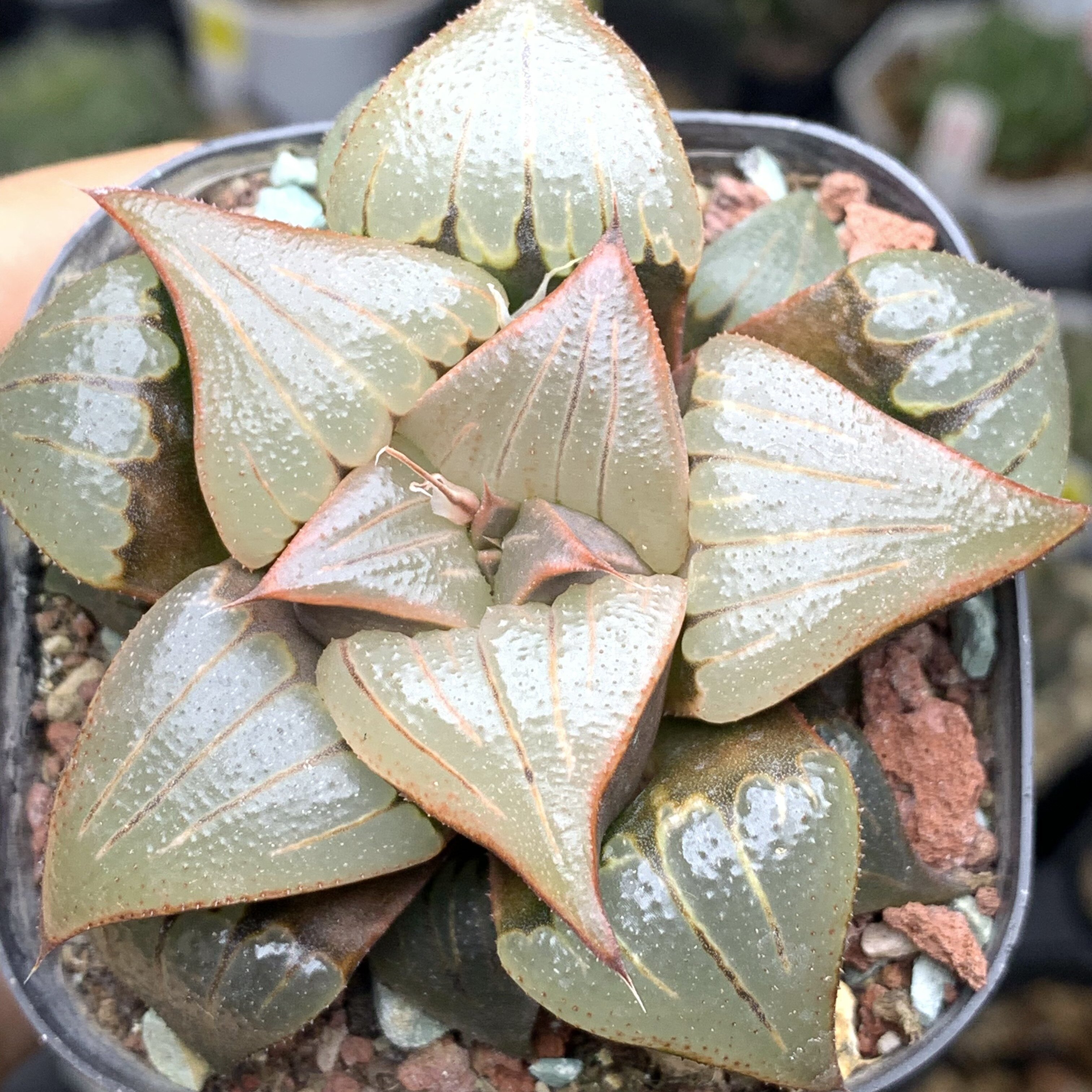 媚凤十二卷多肉植物迷你盆栽一物一拍高端寿25包邮