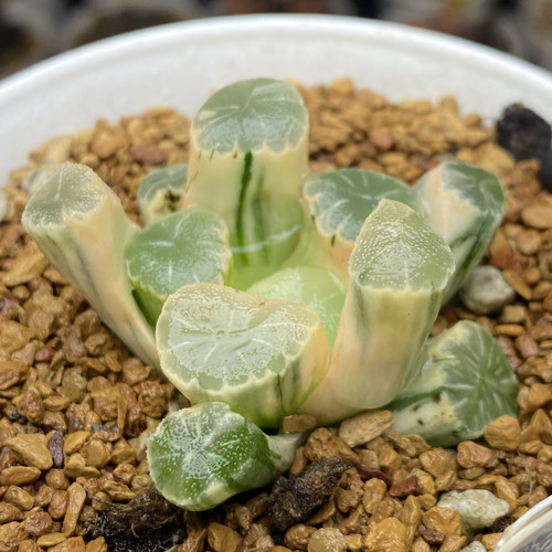 冷泉寿背窗寿多肉植物白银盆栽