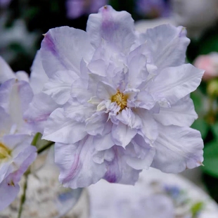 现货维罗妮卡的选择铁线莲早花大花耐寒耐热四季开花盆栽地栽花卉