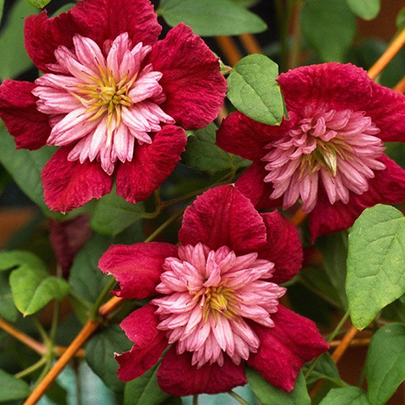 四季重瓣爬藤带花观花室内地栽