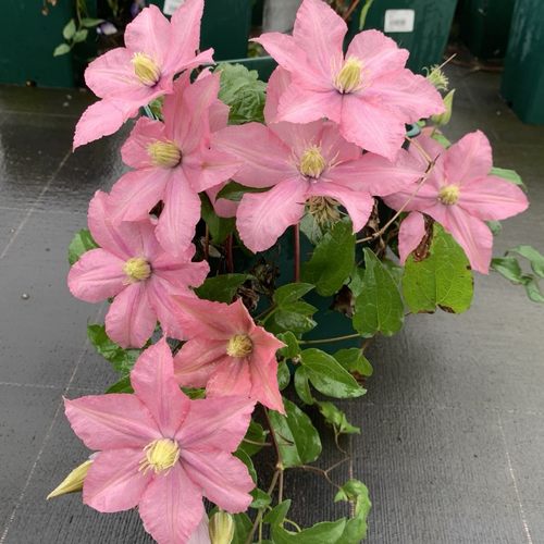 现货罗莎蒙德铁线莲早花大花耐寒耐热四季开花盆栽地栽爬藤花卉