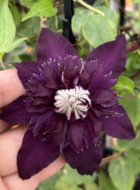 现货新品魔法师f系铁线莲早花大花耐寒耐热四季开花盆栽地栽花卉
