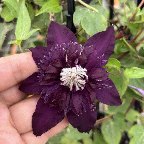 现货新品魔法师f系铁线莲早花大花耐寒耐热四季开花盆栽地栽花卉