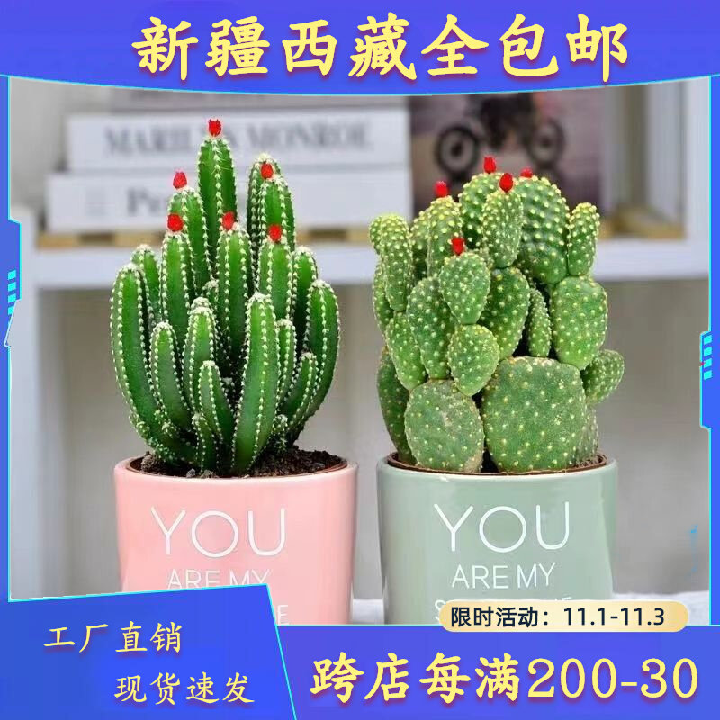 速发包疆绿藏新邮多肉植物品种大全防电脑辐射西植盆栽仙人掌多层