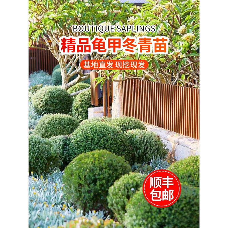 龟甲冬青树苗齿叶冬青球小叶冬青球四季常青庭院绿化景观造型耐寒