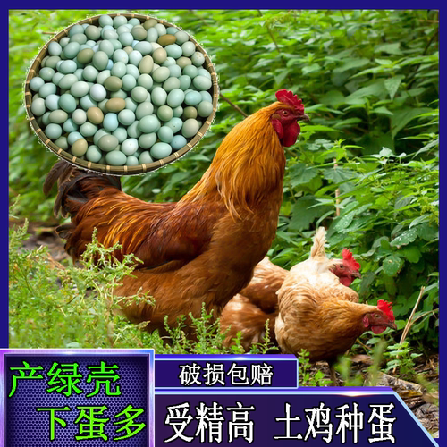 苏禽绿壳下蛋多绿壳蛋鸡种蛋受精蛋可孵化小鸡的蛋量大优惠宠物鸡