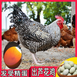 【50枚】汶上纯种芦花鸡种蛋受精蛋可孵化鸡种蛋受精蛋30枚宠物鸡