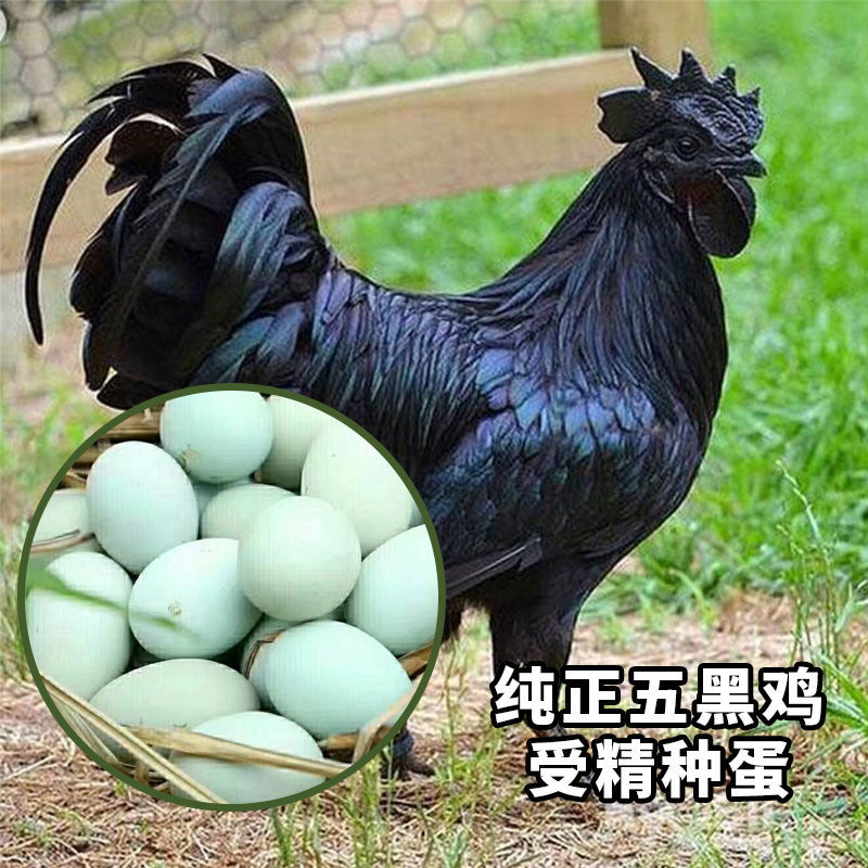 五黑鸡种蛋绿壳受精蛋可孵化小鸡蛋种蛋可食用新鲜破损包赔种蛋